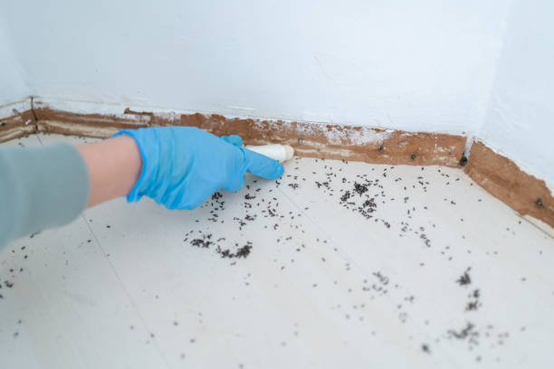 Best Local Pest Control Services  in Clinton, SC